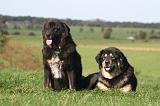 DOGUE DU TIBET 665